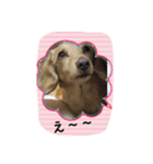 ダックスらぶ❤︎（個別スタンプ：6）