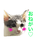 灰之介さん（個別スタンプ：13）