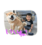 あさひと時々おとんとおかん。（個別スタンプ：20）