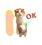 ここは我々動物達が答えよう（個別スタンプ：1）