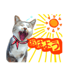 ここは我々動物達が答えよう（個別スタンプ：3）