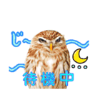 ここは我々動物達が答えよう（個別スタンプ：5）