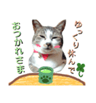 ここは我々動物達が答えよう（個別スタンプ：7）