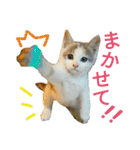 うちのにゃん's（個別スタンプ：3）
