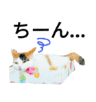 うちのにゃん's（個別スタンプ：5）