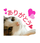うちのにゃん's（個別スタンプ：12）