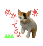 うちのにゃん's（個別スタンプ：18）