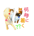 うちのにゃん's（個別スタンプ：25）