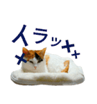 うちのにゃん's（個別スタンプ：27）