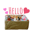 うちのにゃん's（個別スタンプ：28）
