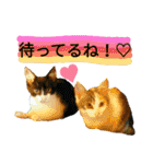 うちのにゃん's（個別スタンプ：29）