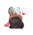 アプニャん さば猫ライフ（個別スタンプ：1）