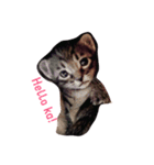 アプニャん さば猫ライフ（個別スタンプ：3）