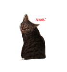 アプニャん さば猫ライフ（個別スタンプ：23）