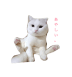いるすけの気持ち。（個別スタンプ：1）