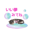 猫にゃ・にゃ・にゃ！part4（個別スタンプ：1）