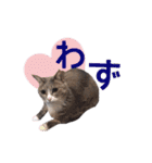 猫にゃ・にゃ・にゃ！part4（個別スタンプ：4）