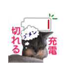 猫にゃ・にゃ・にゃ！part4（個別スタンプ：16）