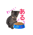 猫にゃ・にゃ・にゃ！part4（個別スタンプ：19）