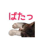 猫にゃ・にゃ・にゃ！part4（個別スタンプ：34）