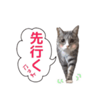 猫にゃ・にゃ・にゃ！part4（個別スタンプ：35）