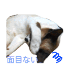 集まれ猫さん（個別スタンプ：3）