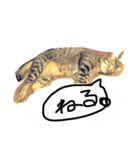 猫あーちゃん（個別スタンプ：1）