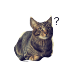 猫あーちゃん（個別スタンプ：7）