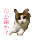 むぎこさんスタンプ（個別スタンプ：11）