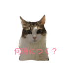 むぎこさんスタンプ（個別スタンプ：16）