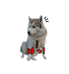ハスキー犬だもん（個別スタンプ：25）