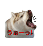 ハスキー犬だもん（個別スタンプ：30）