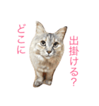 うちの ペロちゃん（個別スタンプ：15）