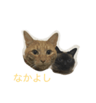 うちねこのすたんぷ（個別スタンプ：7）