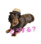 モモの日常スタンプ（個別スタンプ：15）