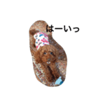 トイプーゆるゆるスタンプ（個別スタンプ：13）