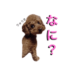 ボスと3匹の可愛い愛犬達（個別スタンプ：8）