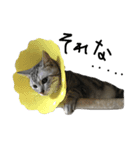 猫のほたて(それなver.)（個別スタンプ：5）