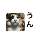 われらのねこ（個別スタンプ：22）
