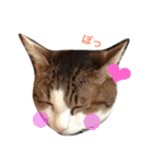 なかよしぺっとちゃんず（個別スタンプ：2）