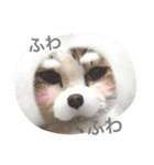 なかよしぺっとちゃんず（個別スタンプ：5）