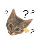 なかよしぺっとちゃんず（個別スタンプ：9）