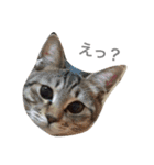 なかよしぺっとちゃんず（個別スタンプ：11）