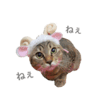 なかよしぺっとちゃんず（個別スタンプ：14）