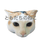 なかよしぺっとちゃんず（個別スタンプ：24）