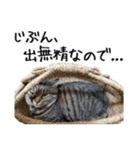 猫のきもち 3（個別スタンプ：6）