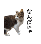 猫のきもち 3（個別スタンプ：10）