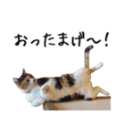 猫のきもち 3（個別スタンプ：17）