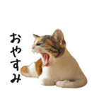 猫のきもち 3（個別スタンプ：38）