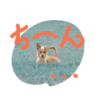 片耳立ち犬 salang2（個別スタンプ：3）